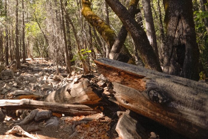Drevo ubilo Trboveljčana