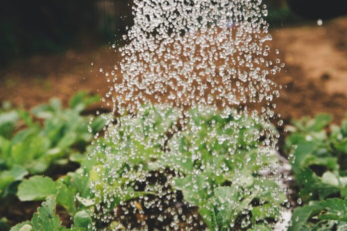Hrastničani, prepovedano zalivanje vrtov