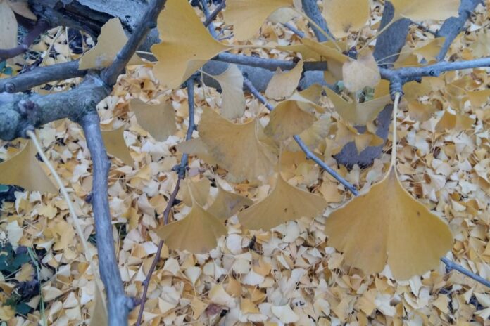 Zasavski verzi za kulturni praznik