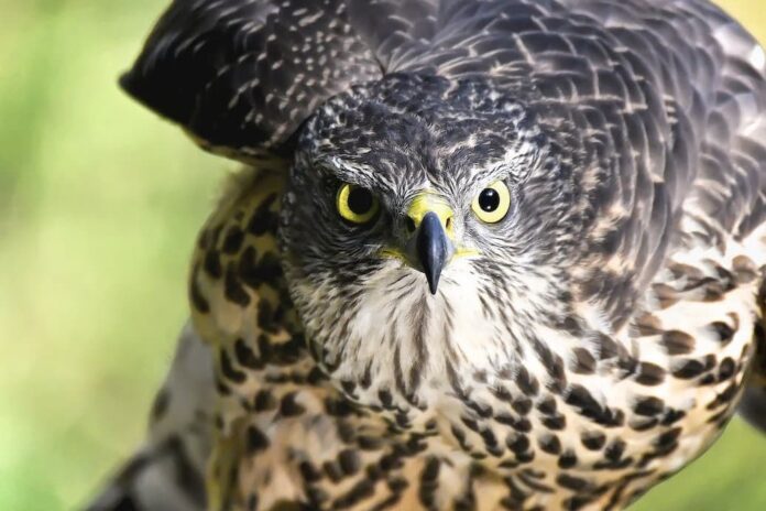 Falcon