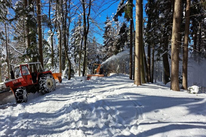 Odstranili 10 dreves