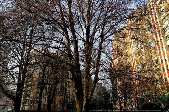 Trbovlje bodo ozelenili