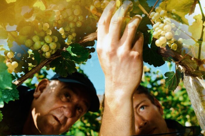 Vinska trta z uradnim videospotom