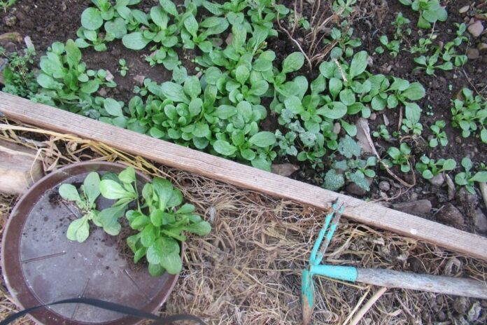 Kakšno hrano bomo jedli?