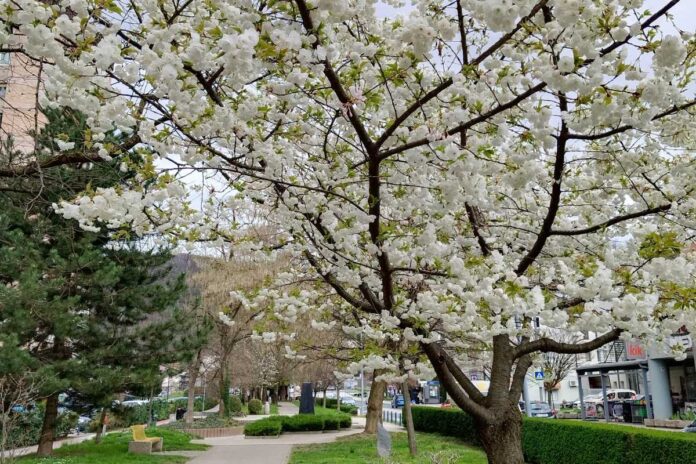 Japonske češnje že cvetijo