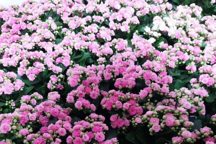 Cvetlični podpis z Dravskega polja