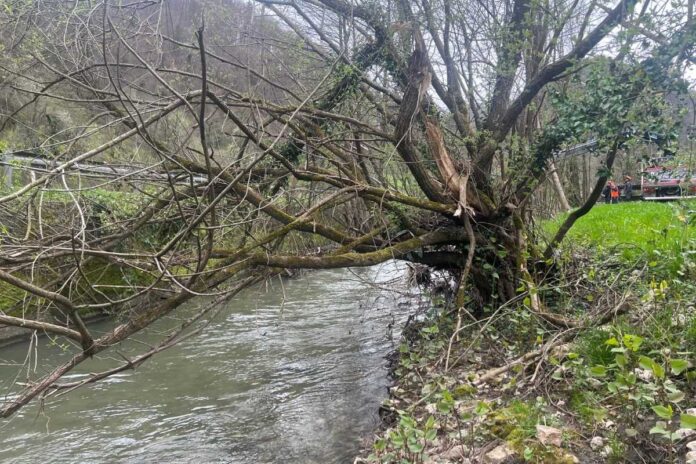 Odstranjevanje dreves iz strug