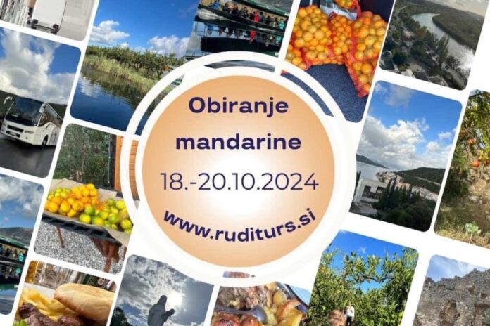 Obiranje mandarin in Medžugorje