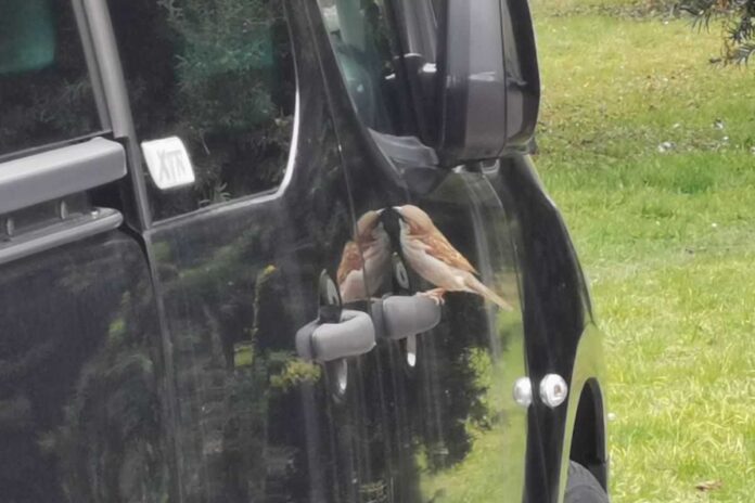 Foto tedna: Zrcalce, zrcalce …