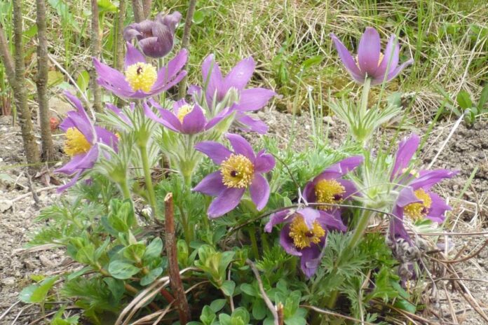 Foto tedna: Ohranimo velikonočnico