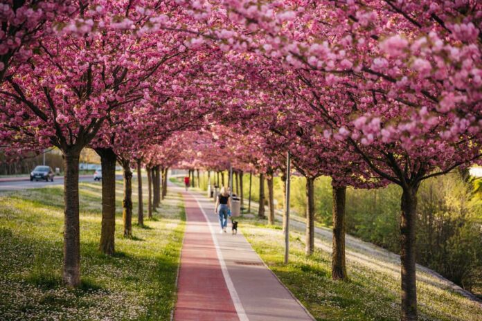 Zagorske češnje očarale