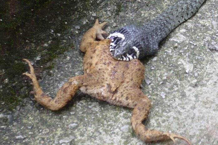 Foto tedna: Bližnje srečanje