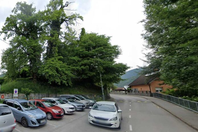 Obrezovanje hrastov pri vrtcu Dolinca