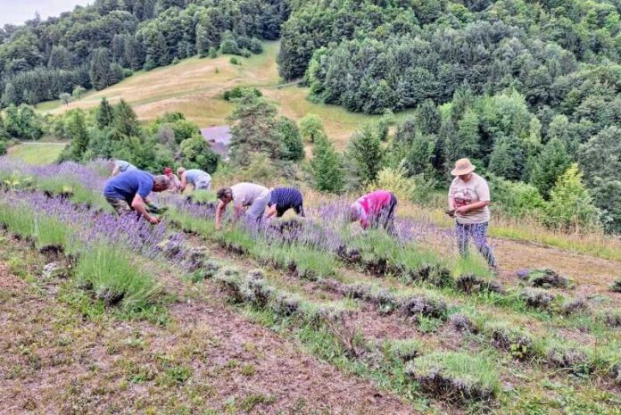 Žetev sivke na Javorski energijski poti