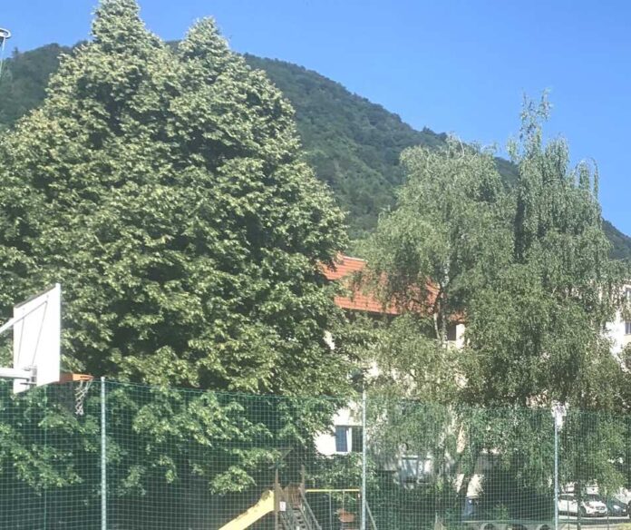 Lipa ob igrišču Polje ostane