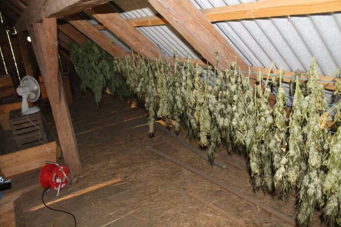 Zasegli 220 sadik, verjetno je konoplja