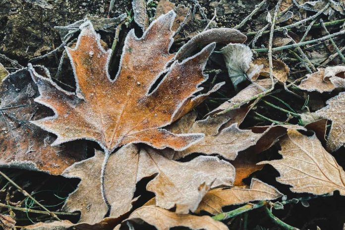 Zasavsko leto 2025 – januar 2025