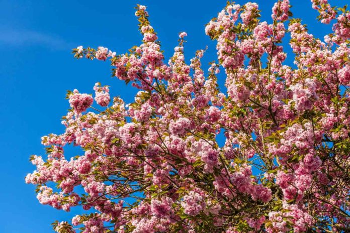 Zasavsko leto 2025 – maj 2025