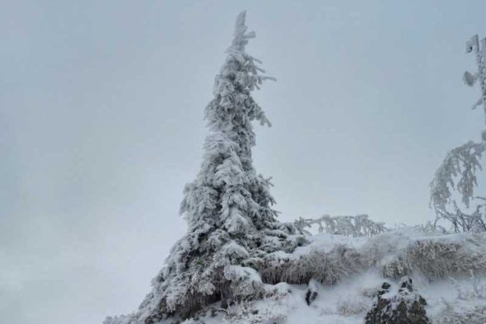 Samotna novoletna jelka