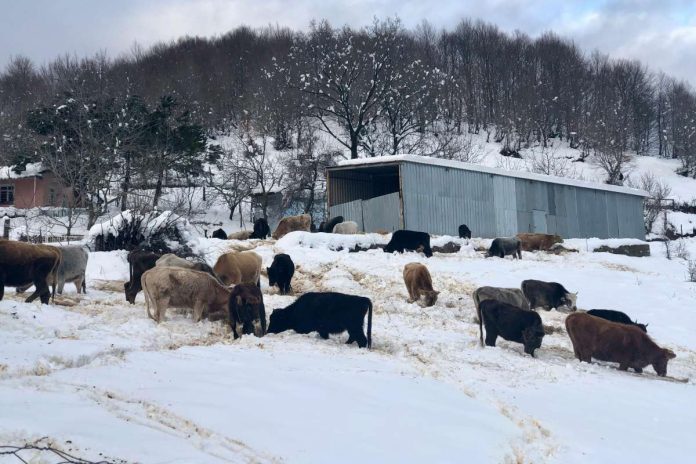 Zimska oskrba živali
