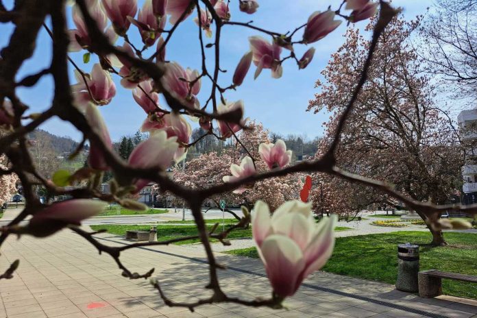 Magnolije za pomlad