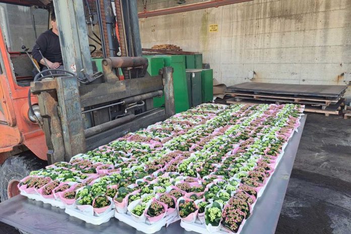 Pripravljeni na Punce v jami 2026